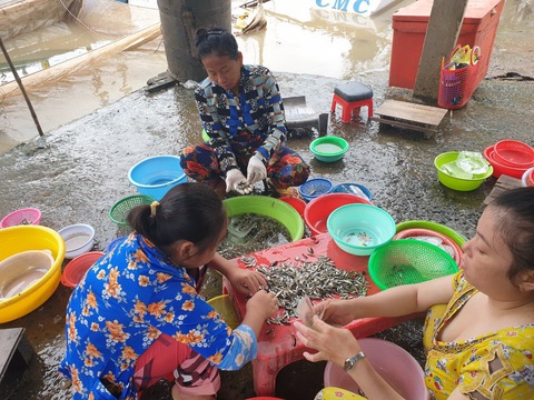 Mùa nước nổi ăn cá linh... nuôi - Ảnh 1. Mùa nước nổi ăn cá linh... nuôi - Ảnh 1.