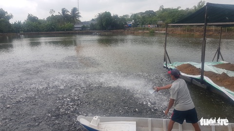 Chất lượng cá tra giống giảm, hao hụt nhiều và giá cả biến động mạnh - Ảnh 2. Chất lượng cá tra giống giảm, hao hụt nhiều và giá cả biến động mạnh - Ảnh 2.