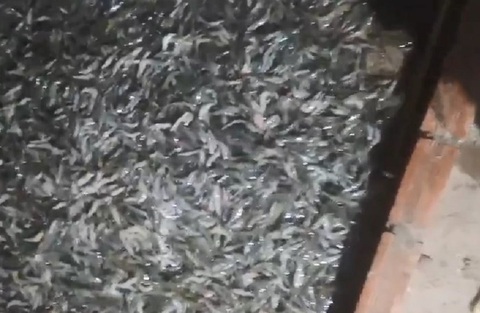 Công an điều tra vụ đầu độc ao tôm ở Cà Mau - Ảnh 1. Công an điều tra vụ đầu độc ao tôm ở Cà Mau - Ảnh 1.