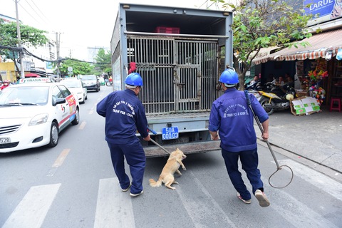 Thêm đội bắt chó thả rông, nhiều người ủng hộ - Ảnh 2. Thêm đội bắt chó thả rông, nhiều người ủng hộ - Ảnh 2.