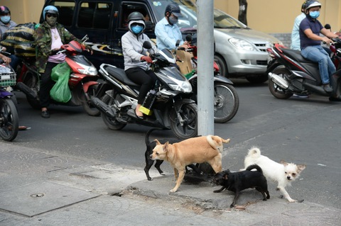 Thêm đội bắt chó thả rông, nhiều người ủng hộ - Ảnh 4. Thêm đội bắt chó thả rông, nhiều người ủng hộ - Ảnh 4.
