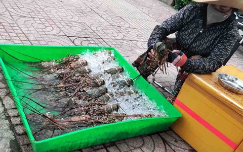 Thận trọng khi mua tôm hùm giá siêu rẻ bán vỉa hè - Ảnh 1. Thận trọng khi mua tôm hùm giá siêu rẻ bán vỉa hè - Ảnh 1.