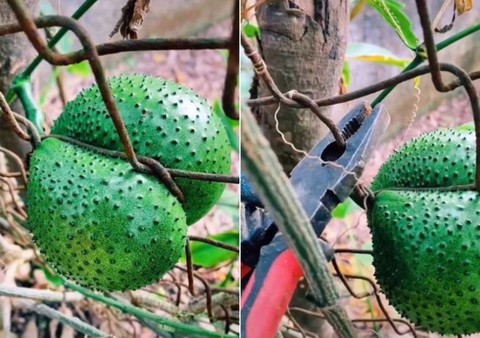 Muôn kiểu chọc tức gia chủ của những loại cây trồng - Ảnh 5. Muôn kiểu chọc tức gia chủ của những loại cây trồng - Ảnh 5.