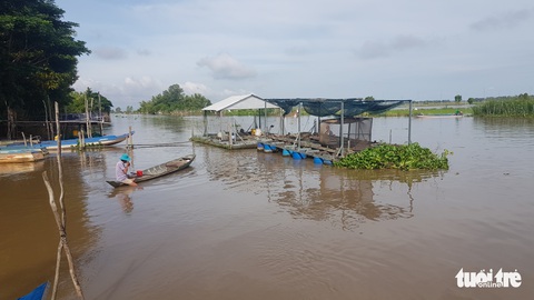 Nước lũ tràn đồng, người dân vùng biên tất bật đánh bắt cá - Ảnh 4. Nước lũ tràn đồng, người dân vùng biên tất bật đánh bắt cá - Ảnh 4.