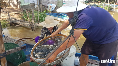 Nước lũ tràn đồng, người dân vùng biên tất bật đánh bắt cá - Ảnh 6. Nước lũ tràn đồng, người dân vùng biên tất bật đánh bắt cá - Ảnh 6.