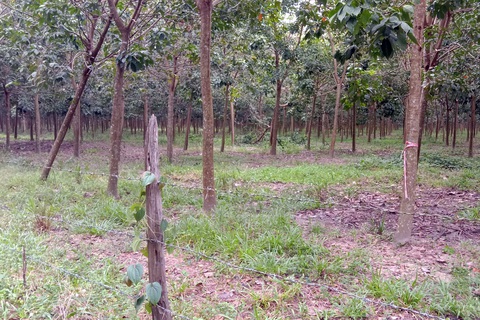 Nam thanh niên chết ở vườn cao su, trong phòng có tờ giấy ghi ‘xin lỗi mẹ’ - Ảnh 1. Nam thanh niên chết ở vườn cao su, trong phòng có tờ giấy ghi ‘xin lỗi mẹ’ - Ảnh 1.
