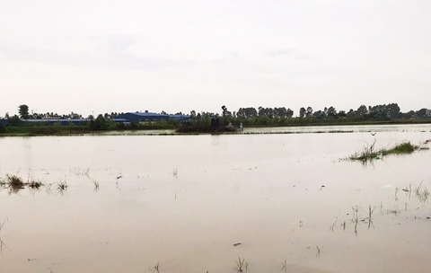 Hải Dương tập trung ‘cứu’ hơn 3.300ha lúa, hoa màu bị ngập úng vì bão số 3 - Ảnh 1. Hải Dương tập trung ‘cứu’ hơn 3.300ha lúa, hoa màu bị ngập úng vì bão số 3 - Ảnh 1.