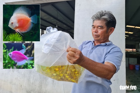 Các dòng cá bảy màu, neon, dĩa ở Anh, Đức, Mỹ có giấy khai sinh Việt Nam - Ảnh 2. Các dòng cá bảy màu, neon, dĩa ở Anh, Đức, Mỹ có giấy khai sinh Việt Nam - Ảnh 2.