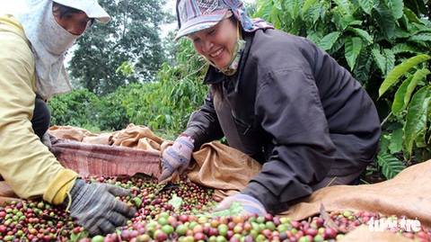 Tin sáng 29-8: Giá cà phê lập đỉnh; Xử nghiêm trốn thuế bất động sản - Ảnh 2. Tin sáng 29-8: Giá cà phê lập đỉnh; Xử nghiêm trốn thuế bất động sản - Ảnh 2.