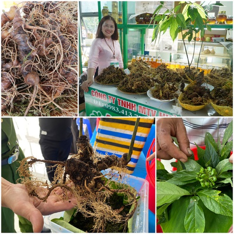 Rong chơi ở lễ hội sâm Ngọc Linh - Ảnh 4. Rong chơi ở lễ hội sâm Ngọc Linh - Ảnh 4.