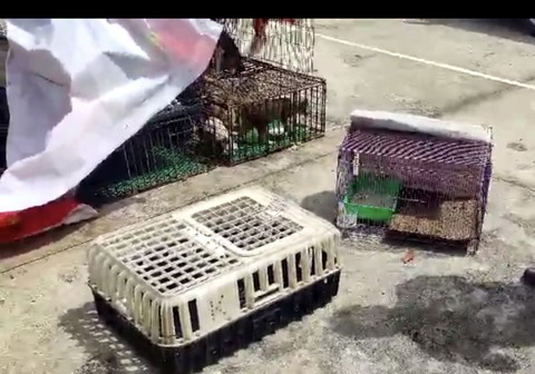 Thuê xe tải đi trộm mèo từ Đắk Nông đưa về Bình Thuận tiêu thụ - Ảnh 2. Thuê xe tải đi trộm mèo từ Đắk Nông đưa về Bình Thuận tiêu thụ - Ảnh 2.