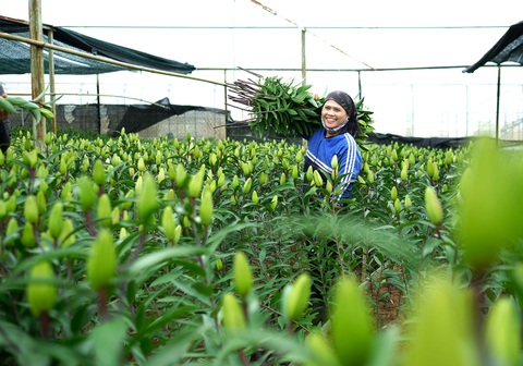 Tin sáng 31-8: Trước lễ 2-9 giá rau tăng, giá hoa giảm; thời tiết thuận lợi, đề phòng mưa dông - Ảnh 5. Tin sáng 31-8: Trước lễ 2-9 giá rau tăng, giá hoa giảm; thời tiết thuận lợi, đề phòng mưa dông - Ảnh 5.