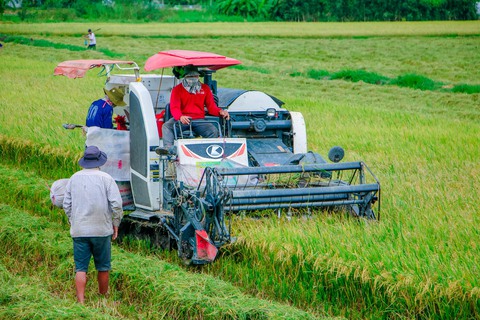 Tin sáng 31-8: Trước lễ 2-9 giá rau tăng, giá hoa giảm; thời tiết thuận lợi, đề phòng mưa dông - Ảnh 4. Tin sáng 31-8: Trước lễ 2-9 giá rau tăng, giá hoa giảm; thời tiết thuận lợi, đề phòng mưa dông - Ảnh 4.