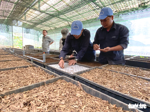 Đổi thay ở thủ phủ sâm Ngọc Linh Quảng Nam - Ảnh 1. Đổi thay ở thủ phủ sâm Ngọc Linh Quảng Nam - Ảnh 1.