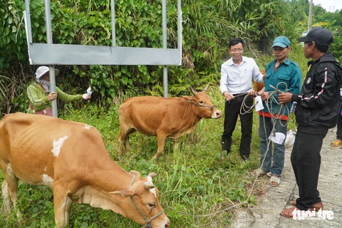 Hậu COVID-19, mưa lũ, nông dân mừng vui nhận bò giống về nhà nuôi - Ảnh 1. Hậu COVID-19, mưa lũ, nông dân mừng vui nhận bò giống về nhà nuôi - Ảnh 1.