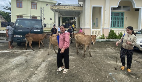 Bà con Cơ Tu, Tà Riềng nhận bò giống từ chương trình sinh kế hậu COVID-19, thiên tai - Ảnh 5. Bà con Cơ Tu, Tà Riềng nhận bò giống từ chương trình sinh kế hậu COVID-19, thiên tai - Ảnh 5.