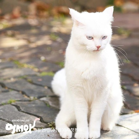 Chuyện tình kỳ lạ giữa cô chủ và mỹ nam mèo trong ‘Chàng trai bí ẩn’ - Ảnh 5. Chuyện tình kỳ lạ giữa cô chủ và mỹ nam mèo trong ‘Chàng trai bí ẩn’ - Ảnh 5.
