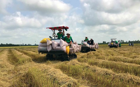 Hạt gạo chuẩn châu Âu trên cánh đồng miền Tây - Ảnh 2. Hạt gạo chuẩn châu Âu trên cánh đồng miền Tây - Ảnh 2.