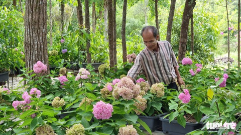 Người trồng kỳ hoa Đà Lạt ở đảo ngọc - Ảnh 1. Người trồng kỳ hoa Đà Lạt ở đảo ngọc - Ảnh 1.