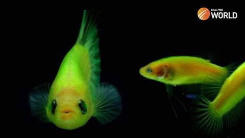 Thái Lan ra lệnh tiêu diệt cá huỳnh quang biến đổi gene - Ảnh 1. Thái Lan ra lệnh tiêu diệt cá huỳnh quang biến đổi gene - Ảnh 1.