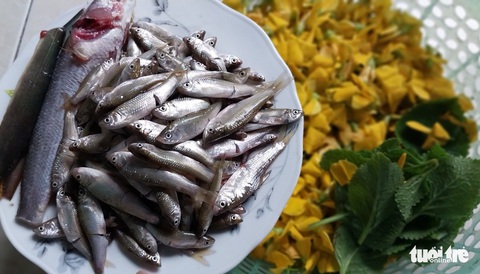 Nước nổi, chỉ với cá linh, bà con miền Tây có canh chua, lẩu mắm, kho lạt, kho tiêu, chiên bột… - Ảnh 1. Nước nổi, chỉ với cá linh, bà con miền Tây có canh chua, lẩu mắm, kho lạt, kho tiêu, chiên bột… - Ảnh 1.