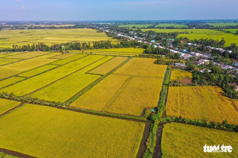 1 triệu ha lúa chất lượng cao của Việt Nam sẽ được quy hoạch thế nào? - Ảnh 1. 1 triệu ha lúa chất lượng cao của Việt Nam sẽ được quy hoạch thế nào? - Ảnh 1.