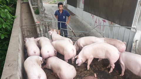 Tin sáng 14-9: Giá heo tiếp tục giảm; TP.HCM khảo sát hiệu quả sơn chống vẽ bậy - Ảnh 1. Tin sáng 14-9: Giá heo tiếp tục giảm; TP.HCM khảo sát hiệu quả sơn chống vẽ bậy - Ảnh 1.