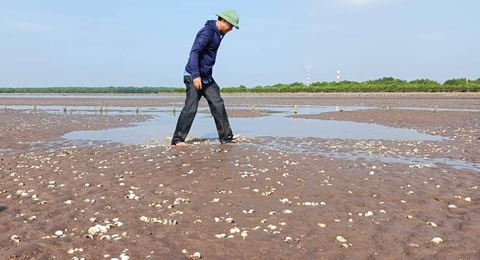 Ngao chết hàng loạt sau vụ chìm tàu chở dầu trên biển Thái Bình - Ảnh 1. Ngao chết hàng loạt sau vụ chìm tàu chở dầu trên biển Thái Bình - Ảnh 1.