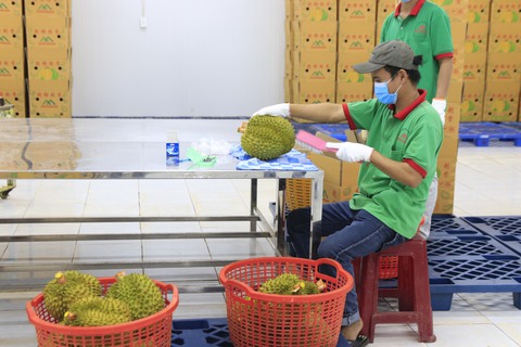 Xuất 20 công sầu riêng đầu tiên sang Trung Quốc theo đường chính ngạch - Ảnh 3. Xuất 20 công sầu riêng đầu tiên sang Trung Quốc theo đường chính ngạch - Ảnh 3.