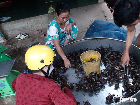 Làng lọp thu hoạch nửa tấn cua đồng mỗi ngày trong mùa nước nổi - Ảnh 2. Làng lọp thu hoạch nửa tấn cua đồng mỗi ngày trong mùa nước nổi - Ảnh 2.