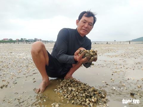 Hàng trăm tấn ngao chết chưa rõ nguyên nhân - Ảnh 2. Hàng trăm tấn ngao chết chưa rõ nguyên nhân - Ảnh 2.
