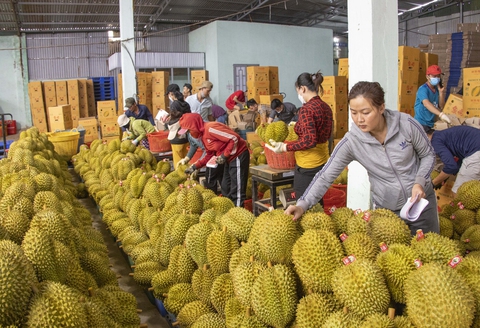 Thách thức cho trái sầu riêng - Ảnh 1. Thách thức cho trái sầu riêng - Ảnh 1.