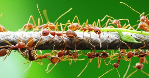 Trái đất có bao nhiêu con kiến, bạn tính được không? - Ảnh 2. Trái đất có bao nhiêu con kiến, bạn tính được không? - Ảnh 2.