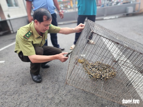 Trăn gấm dài 2 mét bò vô sảnh trường học ở TP.HCM - Ảnh 1. Trăn gấm dài 2 mét bò vô sảnh trường học ở TP.HCM - Ảnh 1.