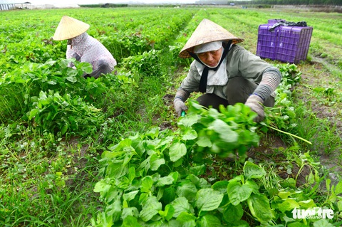 Cấp chứng nhận VietGAP: Sẽ thu hồi giấy phép nếu vi phạm - Ảnh 1. Cấp chứng nhận VietGAP: Sẽ thu hồi giấy phép nếu vi phạm - Ảnh 1.