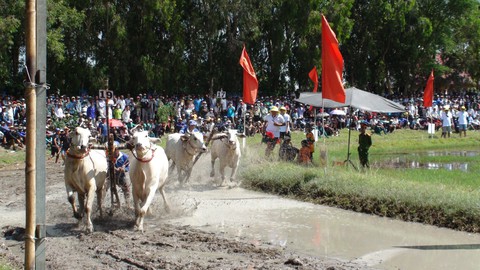 Hàng ngàn người đội nắng xem ngày hội đua bò Bảy Núi - Ảnh 1. Hàng ngàn người đội nắng xem ngày hội đua bò Bảy Núi - Ảnh 1.