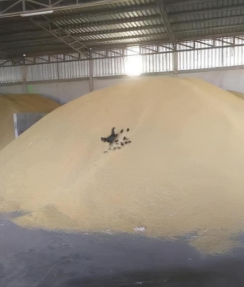 Ảnh vui 25-9: Giải pháp gội đầu khi nhà bị hỏng vòi hoa sen - Ảnh 6. Ảnh vui 25-9: Giải pháp gội đầu khi nhà bị hỏng vòi hoa sen - Ảnh 6.