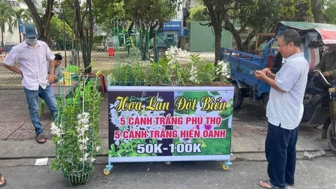 Lan đột biến rớt khốc liệt từ tiền tỉ xuống vài chục ngàn vẫn không ai mua - Ảnh 1. Lan đột biến rớt khốc liệt từ tiền tỉ xuống vài chục ngàn vẫn không ai mua - Ảnh 1.