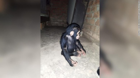 Bắt cóc tinh tinh... đòi tiền chuộc ở Congo - Ảnh 2. Bắt cóc tinh tinh... đòi tiền chuộc ở Congo - Ảnh 2.