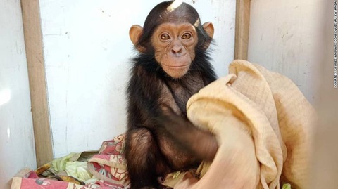Bắt cóc tinh tinh... đòi tiền chuộc ở Congo - Ảnh 1. Bắt cóc tinh tinh... đòi tiền chuộc ở Congo - Ảnh 1.