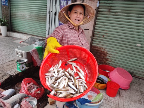 Giá bán đặc sản cá linh giảm dần - Ảnh 1. Giá bán đặc sản cá linh giảm dần - Ảnh 1.