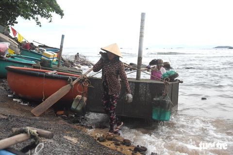 Dân Phú Yên hối hả vớt cả triệu con tôm hùm giống chạy bão số 4 - Ảnh 3. Dân Phú Yên hối hả vớt cả triệu con tôm hùm giống chạy bão số 4 - Ảnh 3.
