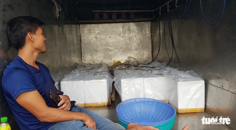 Dân Phú Yên hối hả vớt cả triệu con tôm hùm giống chạy bão số 4 - Ảnh 10. Dân Phú Yên hối hả vớt cả triệu con tôm hùm giống chạy bão số 4 - Ảnh 10.