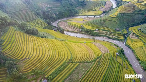 Từng đoàn xe nối nhau đi ngắm mùa vàng ở Mù Cang Chải - Ảnh 1. Từng đoàn xe nối nhau đi ngắm mùa vàng ở Mù Cang Chải - Ảnh 1.