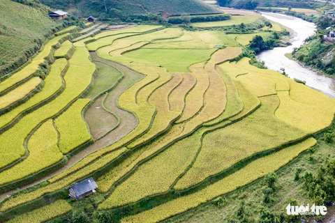Từng đoàn xe nối nhau đi ngắm mùa vàng ở Mù Cang Chải - Ảnh 3. Từng đoàn xe nối nhau đi ngắm mùa vàng ở Mù Cang Chải - Ảnh 3.