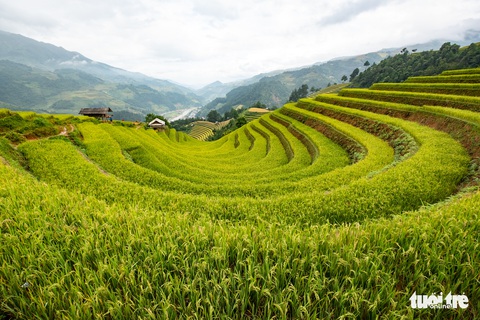 Từng đoàn xe nối nhau đi ngắm mùa vàng ở Mù Cang Chải - Ảnh 10. Từng đoàn xe nối nhau đi ngắm mùa vàng ở Mù Cang Chải - Ảnh 10.