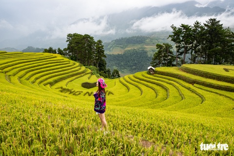 Từng đoàn xe nối nhau đi ngắm mùa vàng ở Mù Cang Chải - Ảnh 8. Từng đoàn xe nối nhau đi ngắm mùa vàng ở Mù Cang Chải - Ảnh 8.