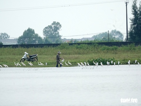 Phát hiện hàng trăm con chim trời bị giết thịt trong quán ăn - Ảnh 4. Phát hiện hàng trăm con chim trời bị giết thịt trong quán ăn - Ảnh 4.