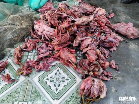 Phát hiện hàng trăm con chim trời bị giết thịt trong quán ăn - Ảnh 1. Phát hiện hàng trăm con chim trời bị giết thịt trong quán ăn - Ảnh 1.