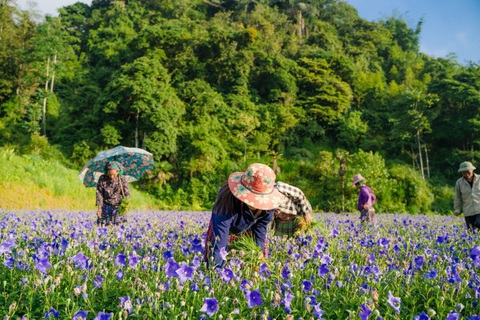 Sản phẩm từ dược liệu Việt vươn tầm quốc tế - Ảnh 2. Sản phẩm từ dược liệu Việt vươn tầm quốc tế - Ảnh 2.